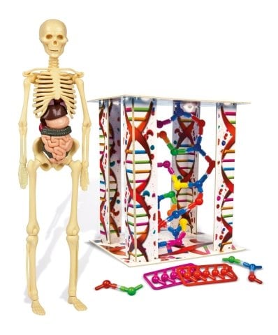 Clementoni İlk Keşiflerim – İnsan Anatomisi